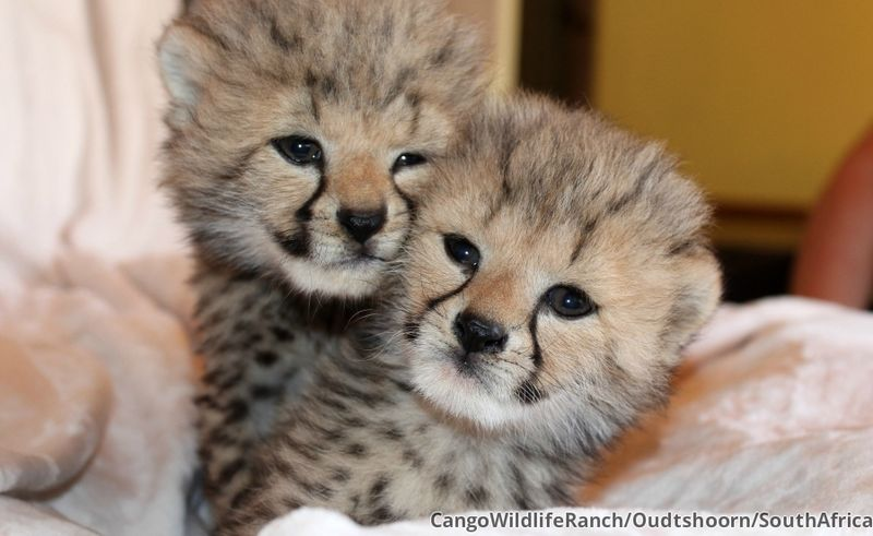 Illustration for article titled ZOMG CONSOLIDATED CUTENESS OF THE BABY ANIMALS!!!